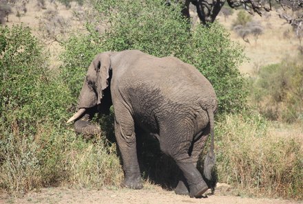 Tansania Familienurlaub - Tansania for family - Elefant im Ngorongoro Krater