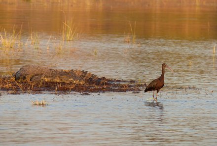 Namibia & Botswana mit Jugendlichen - Namibia & Botswana Family & Teens - Chobe Fluss - Krokodil und Vogel