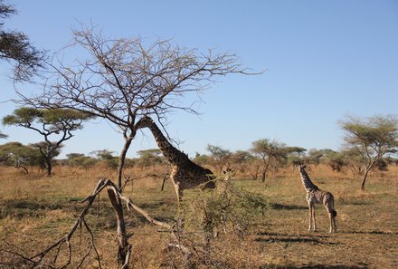 Serengeti mit Kindern individuell - Best of Familiensafari Serengeti - Giraffen in der Serengeti