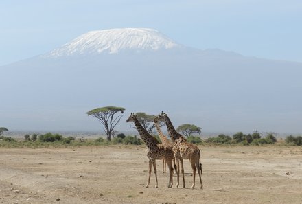 Kenia Familienreise - Kenia for family individuell - Taita Hills - zwei Giraffen vor Kilimandscharo